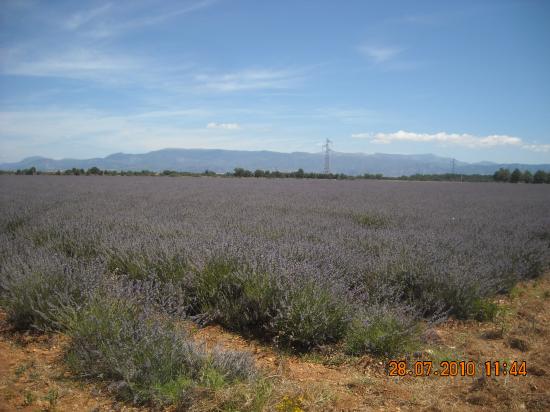 Valensole : Champs de Lavande